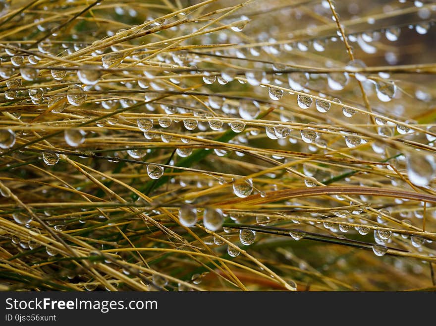 Water, Dew, Moisture, Close Up