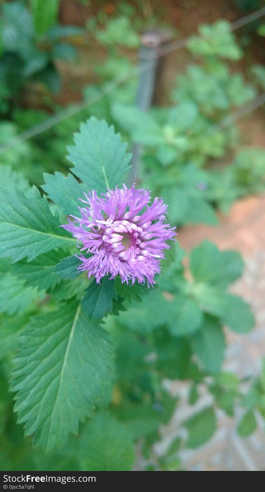 Flower, Plant, Flora, Subshrub