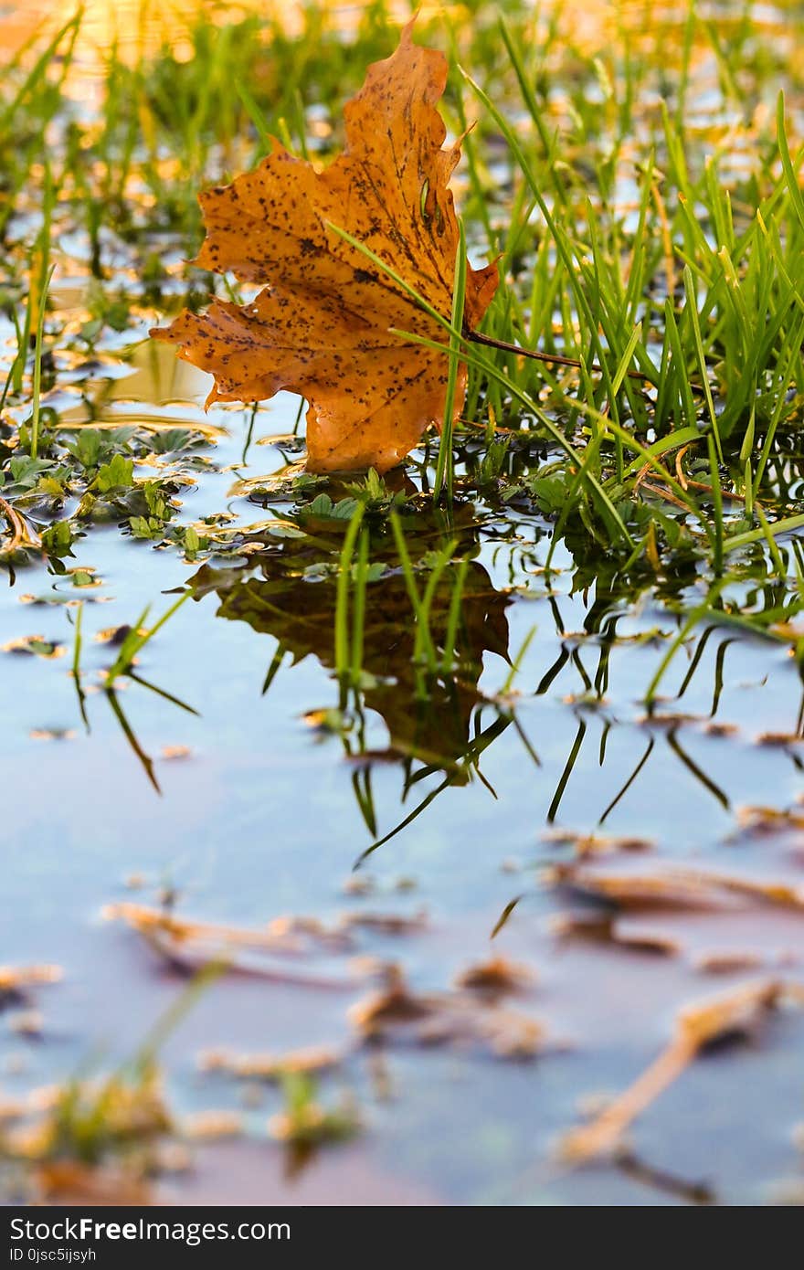 Leaf, Water, Autumn, Reflection