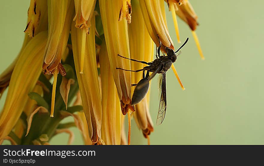 Insect, Yellow, Flora, Invertebrate