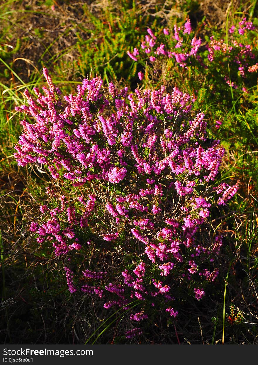 Plant, Flower, Flora, Purple