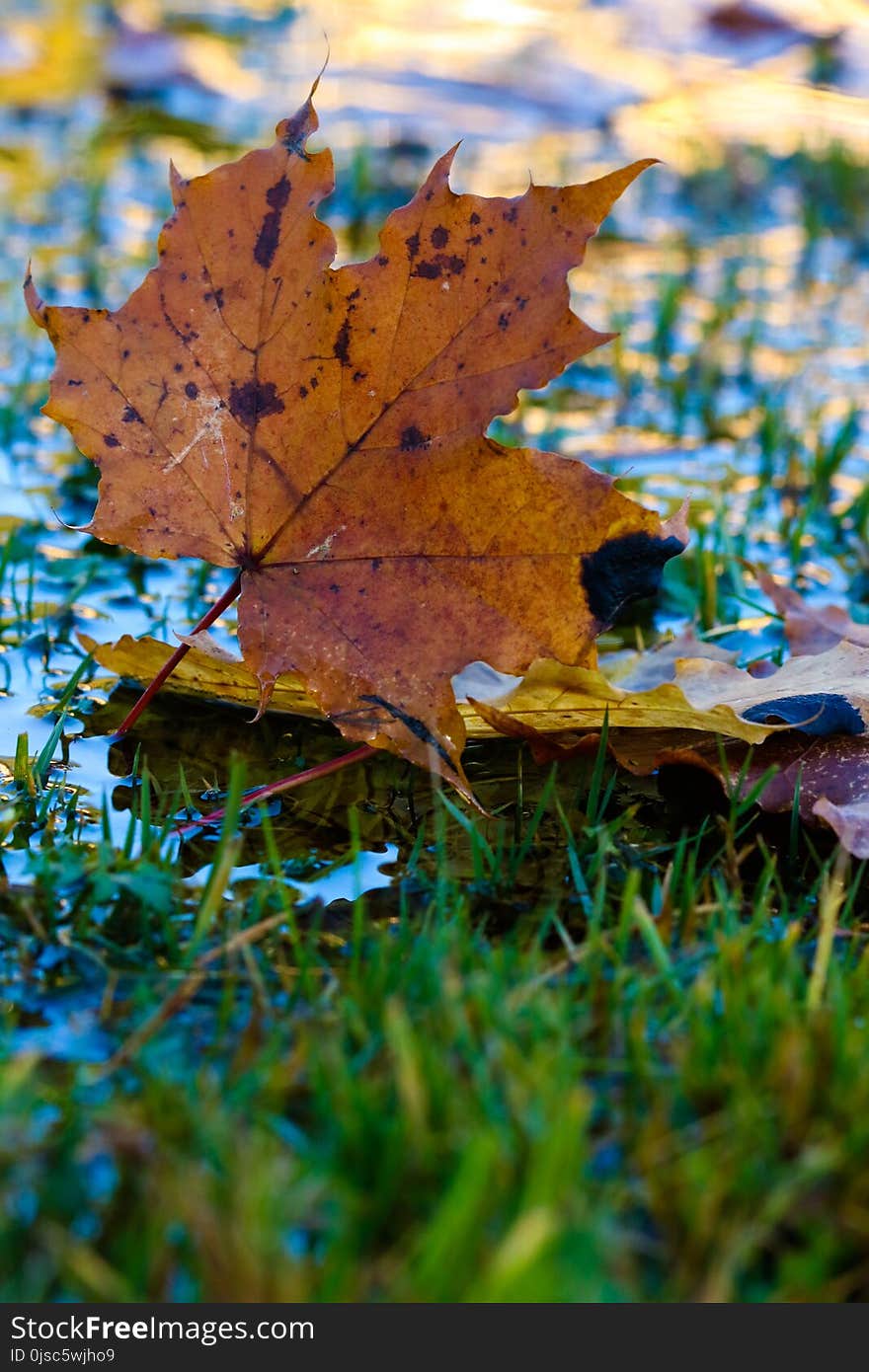 Leaf, Autumn, Maple Leaf, Deciduous