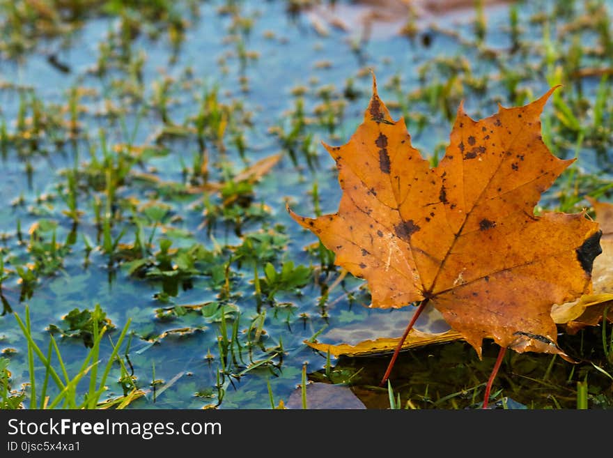 Leaf, Vegetation, Autumn, Water