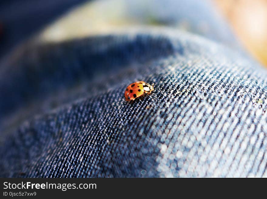 Macro Photography, Close Up, Photography, Invertebrate