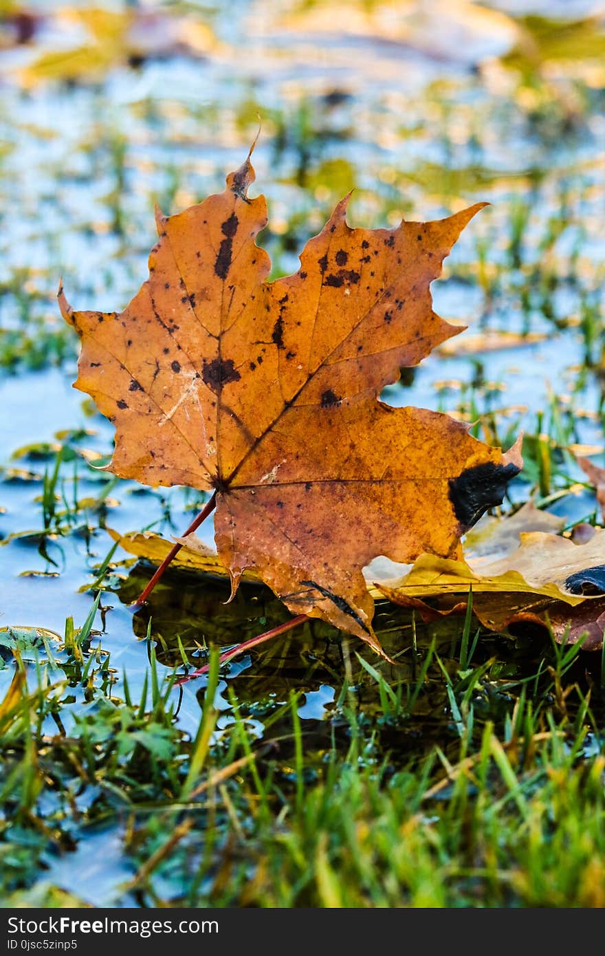 Leaf, Maple Leaf, Autumn, Tree