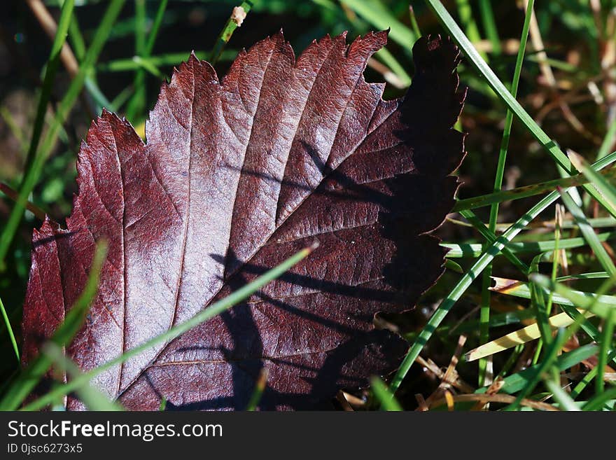 Leaf, Plant, Grass, Herb