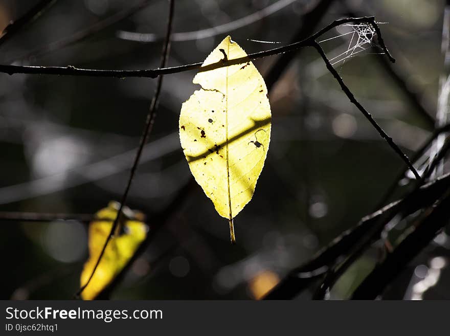 Leaf, Yellow, Spider Web, Plant