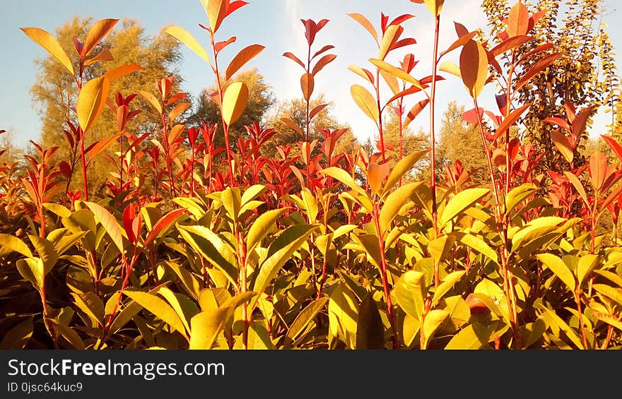 Plant, Vegetation, Grass Family, Crop