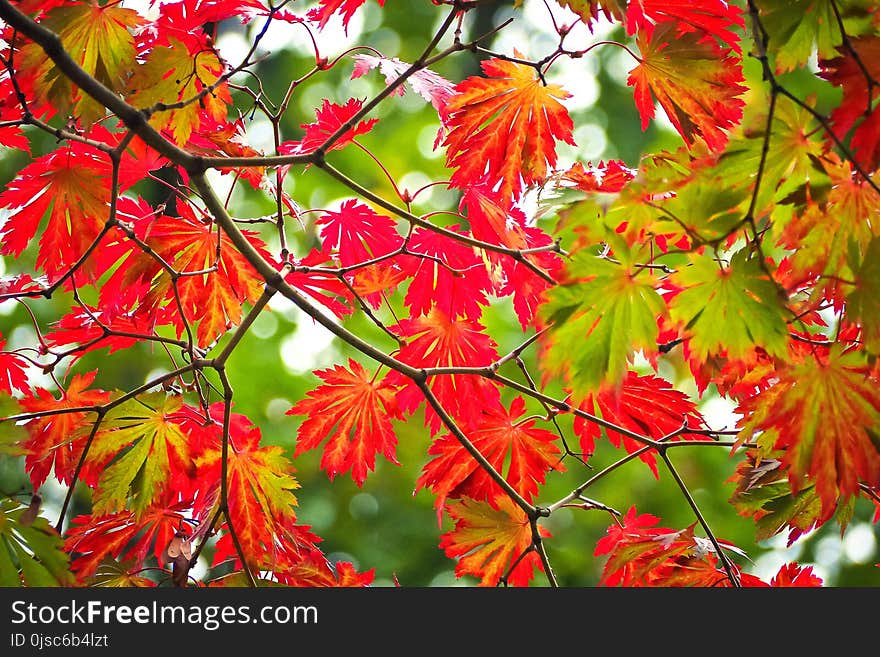 Autumn, Leaf, Maple Leaf, Flora