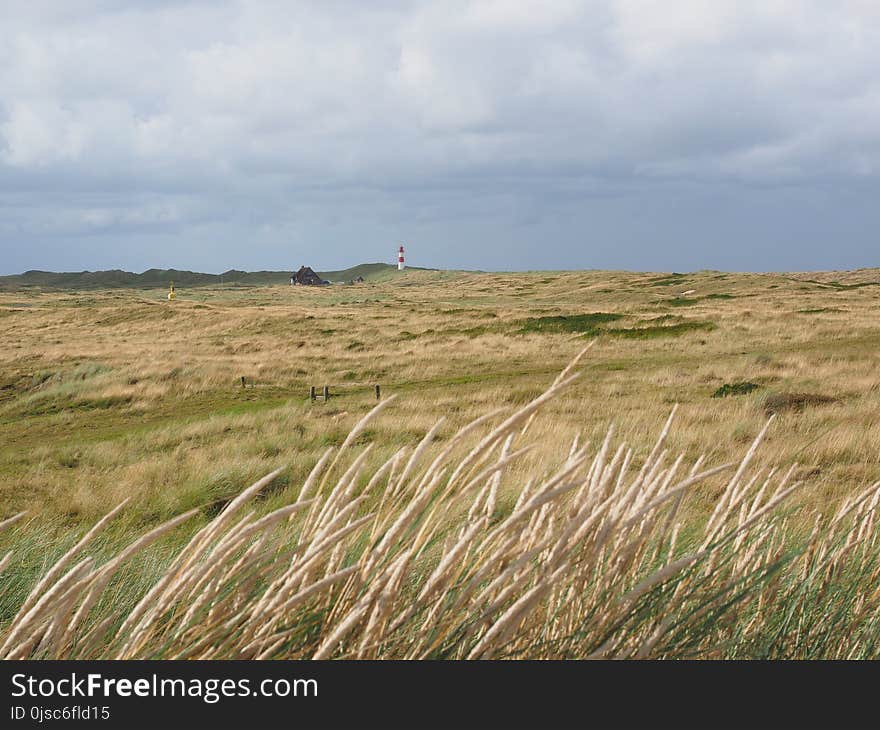 Grassland, Ecosystem, Prairie, Steppe