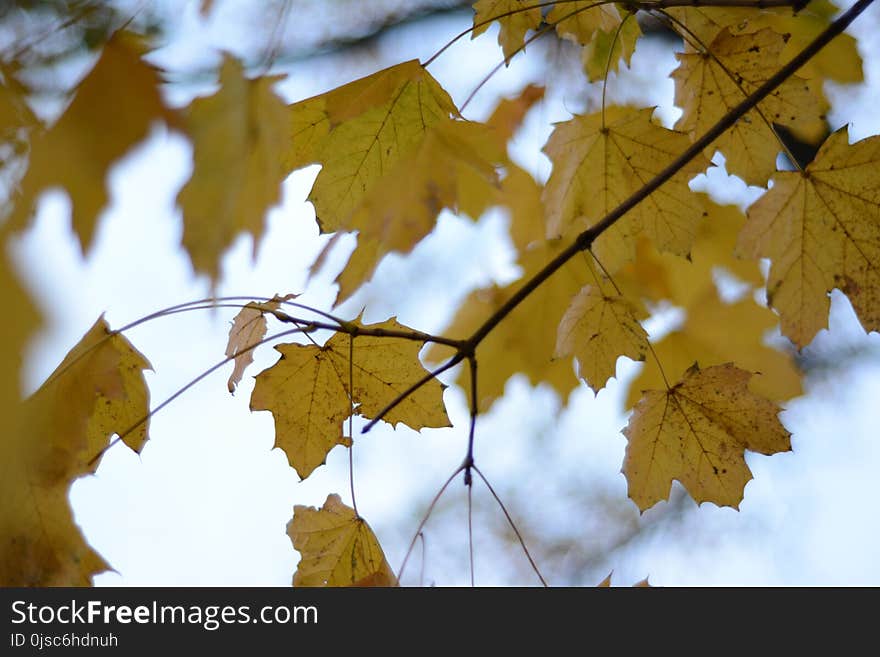 Leaf, Autumn, Tree, Maple Leaf