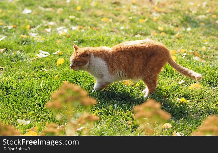 Cat, Fauna, Green, Mammal