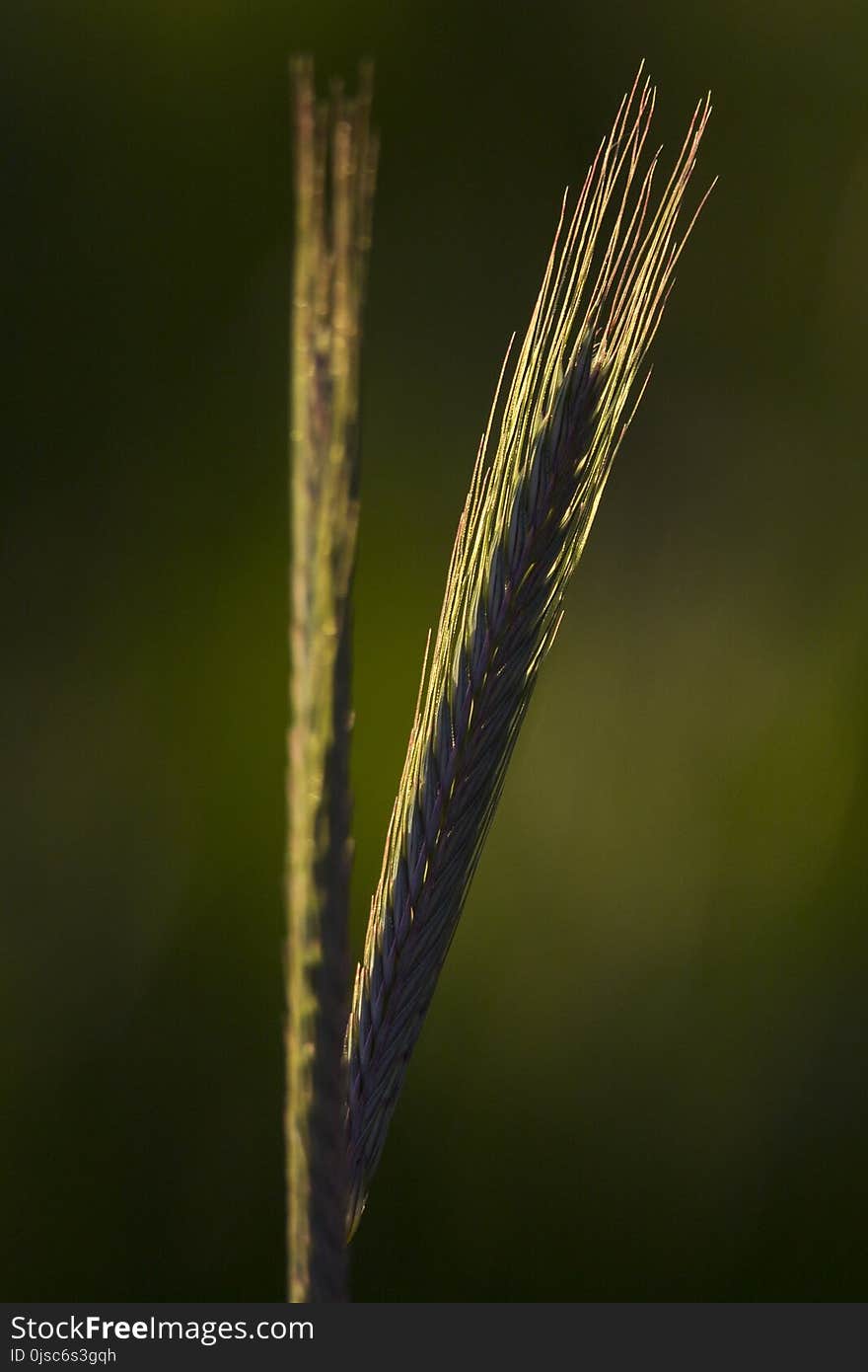 Grass Family, Close Up, Macro Photography, Rye