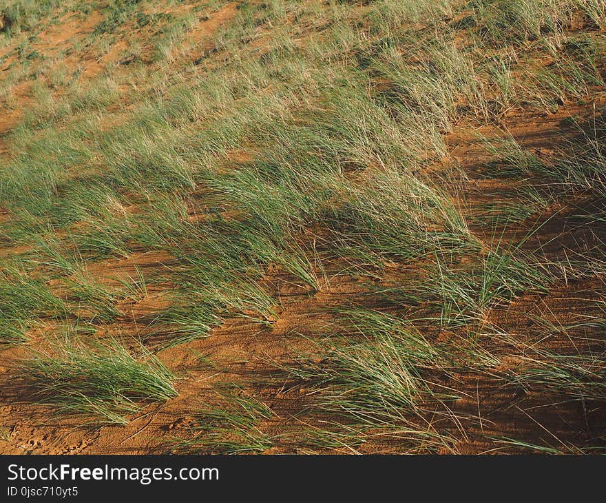 Vegetation, Ecosystem, Grass, Shrubland