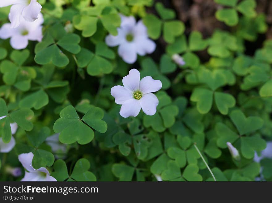 Flora, Plant, Flower, Wood Sorrel Family