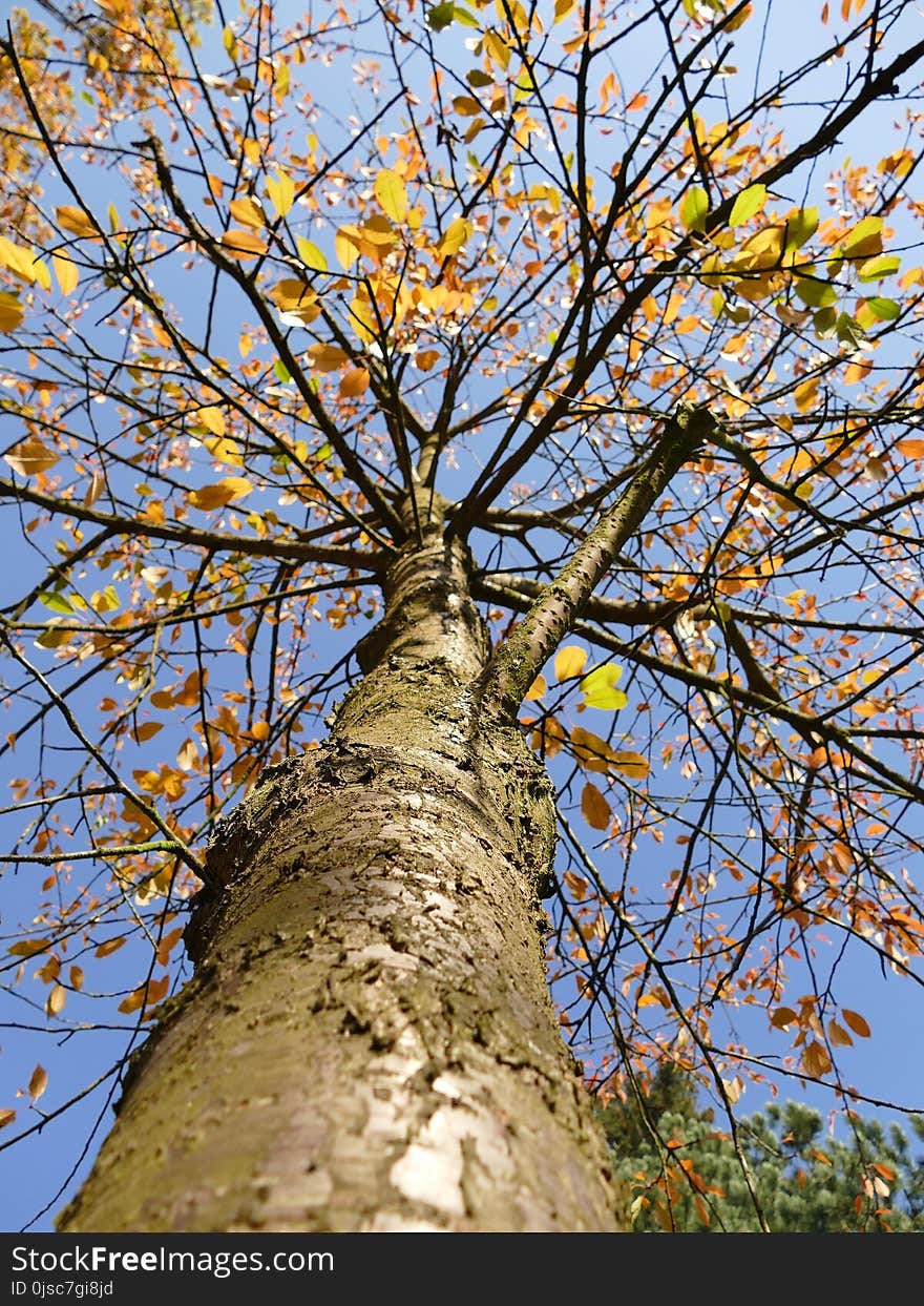 Tree, Branch, Woody Plant, Deciduous