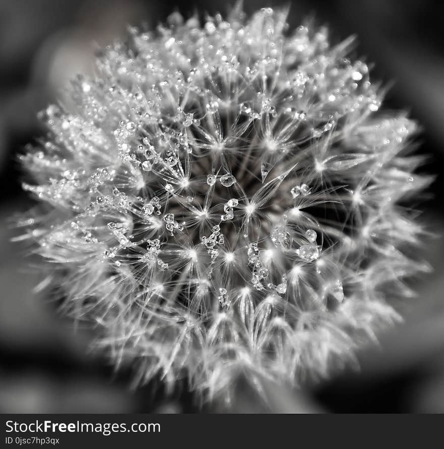 Black And White, Monochrome Photography, Flora, Flower