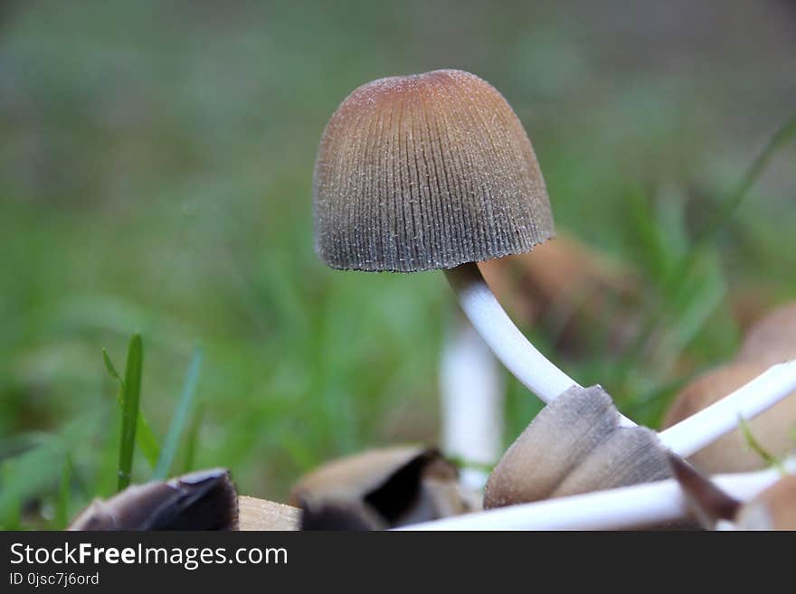 Mushroom, Edible Mushroom, Agaricaceae, Fungus