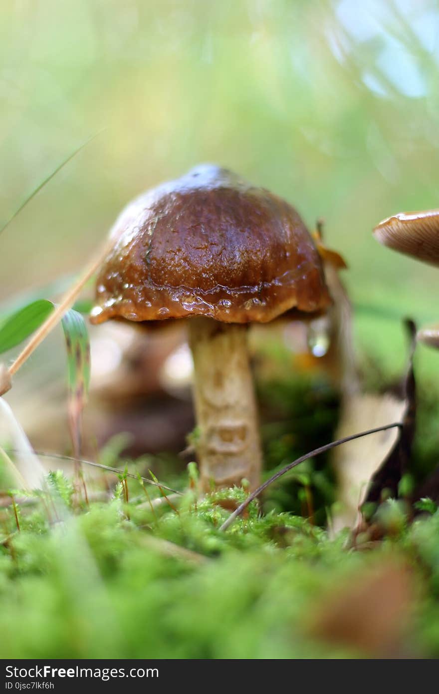 Mushroom, Fungus, Penny Bun, Edible Mushroom