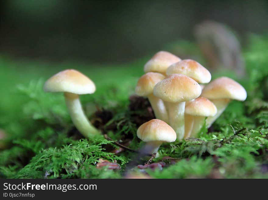 Mushroom, Fungus, Edible Mushroom, Agaricaceae