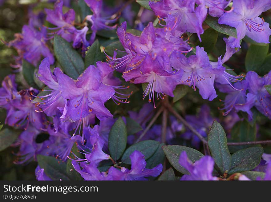 Plant, Flower, Purple, Flora