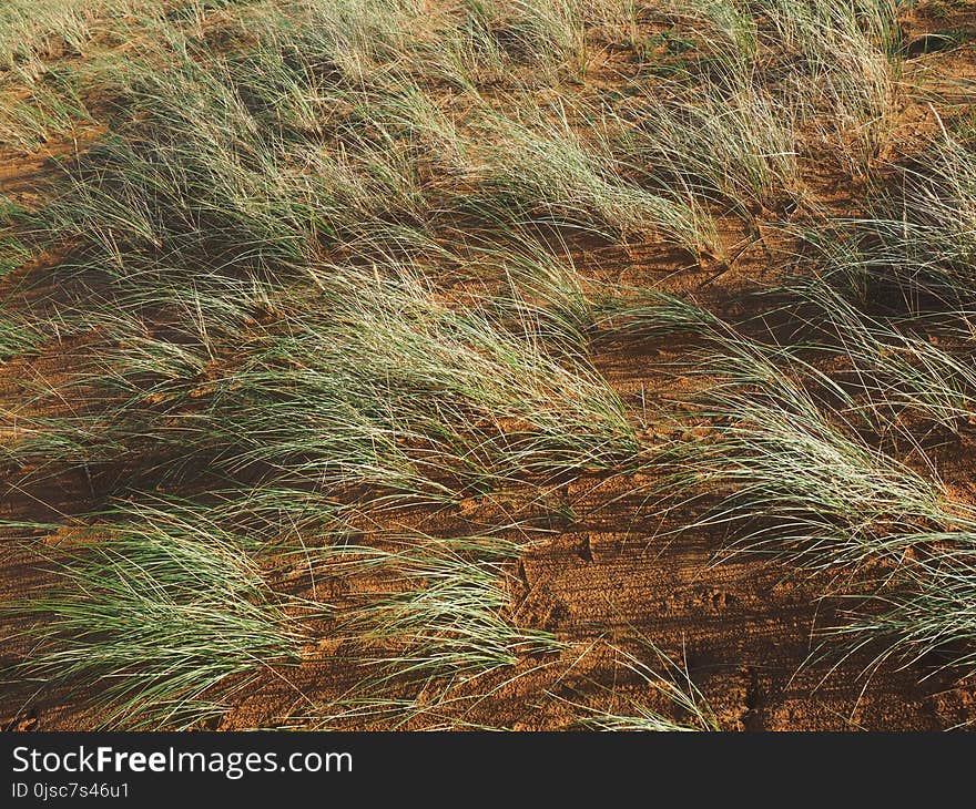 Vegetation, Ecosystem, Grass, Grass Family