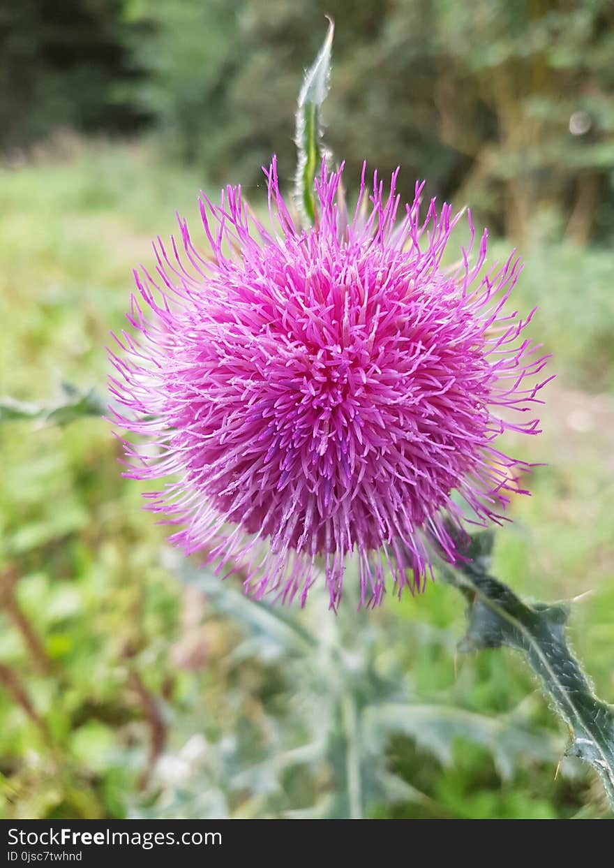 Silybum, Thistle, Noxious Weed, Plant