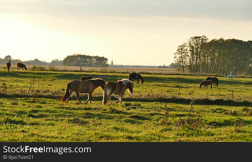 Grassland, Pasture, Field, Grazing