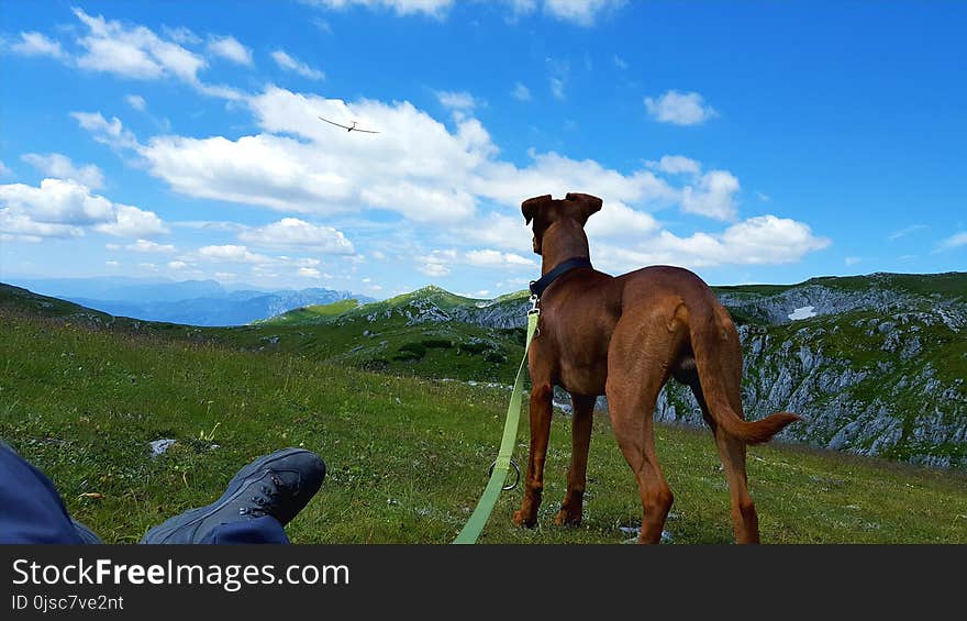 Sky, Mountainous Landforms, Dog, Grass