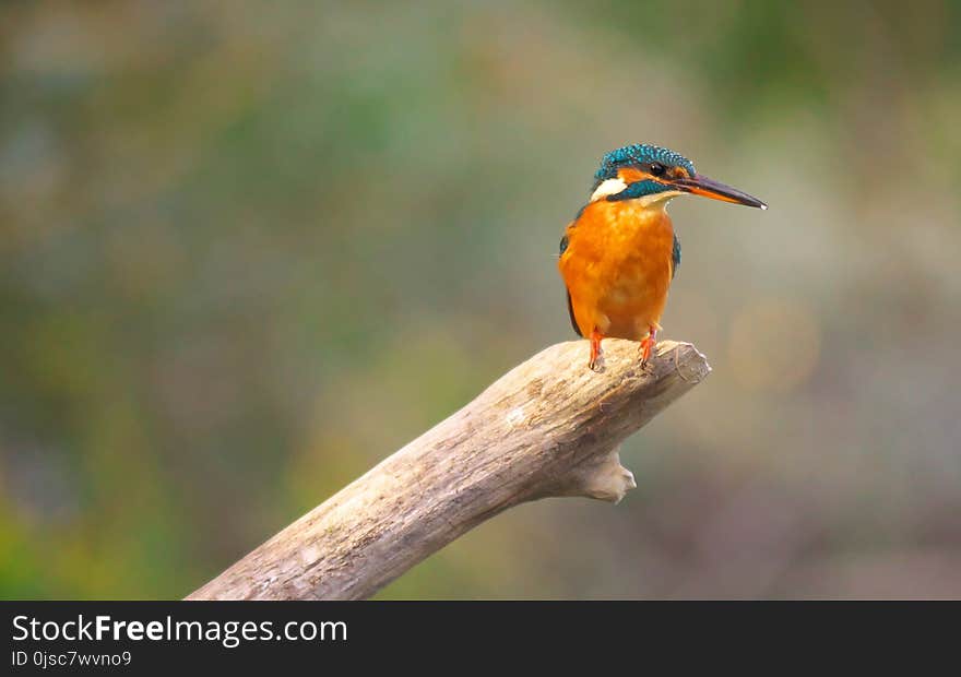 Bird, Beak, Fauna, Wildlife