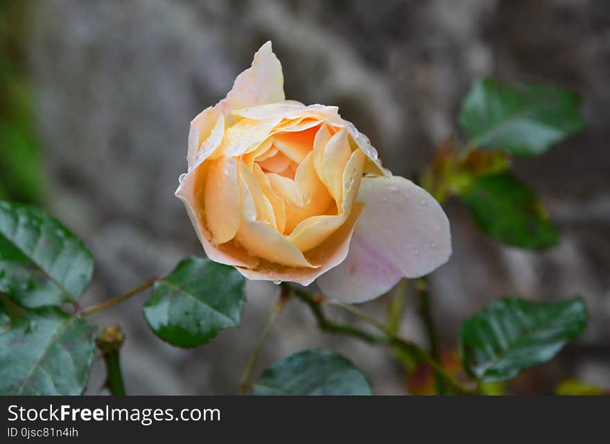 Rose, Flower, Rose Family, Flowering Plant