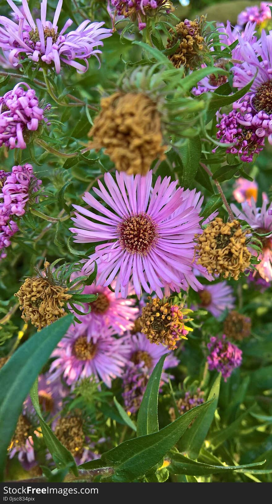 Flower, Plant, Aster, Purple