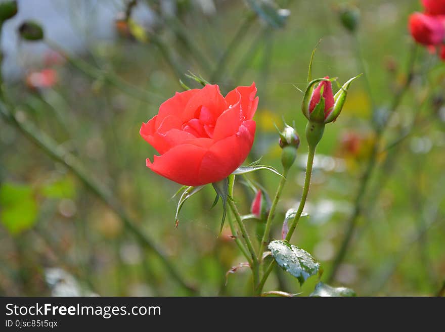 Flower, Wildflower, Plant, Flora