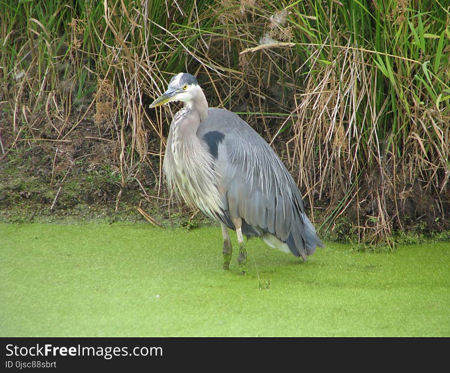 Bird, Fauna, Beak, Nature Reserve