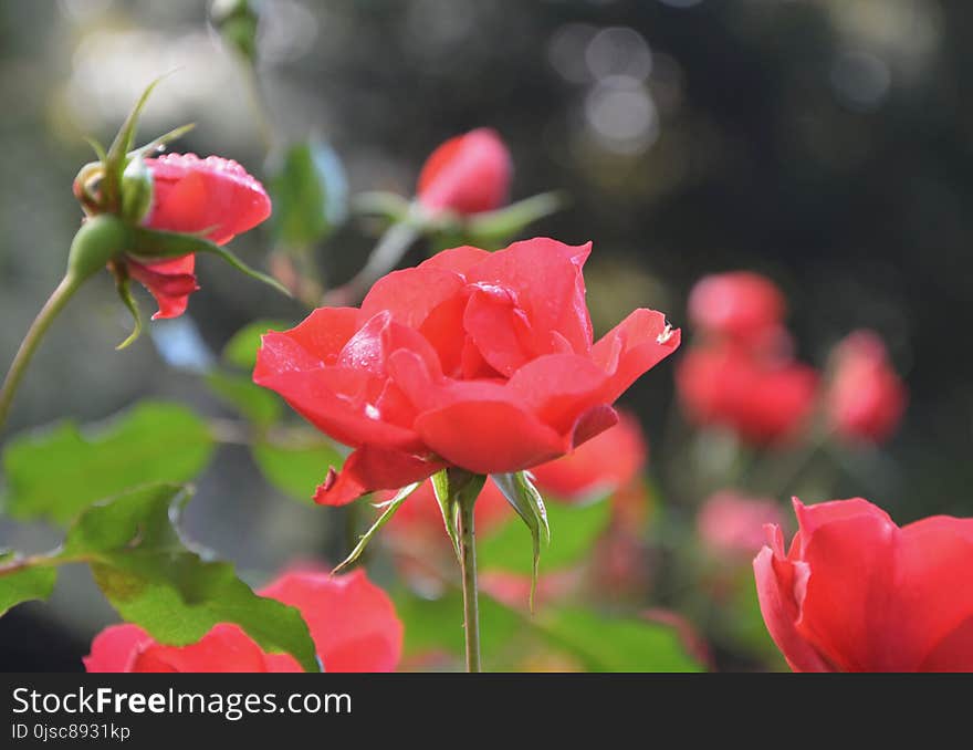 Flower, Rose, Rose Family, Red