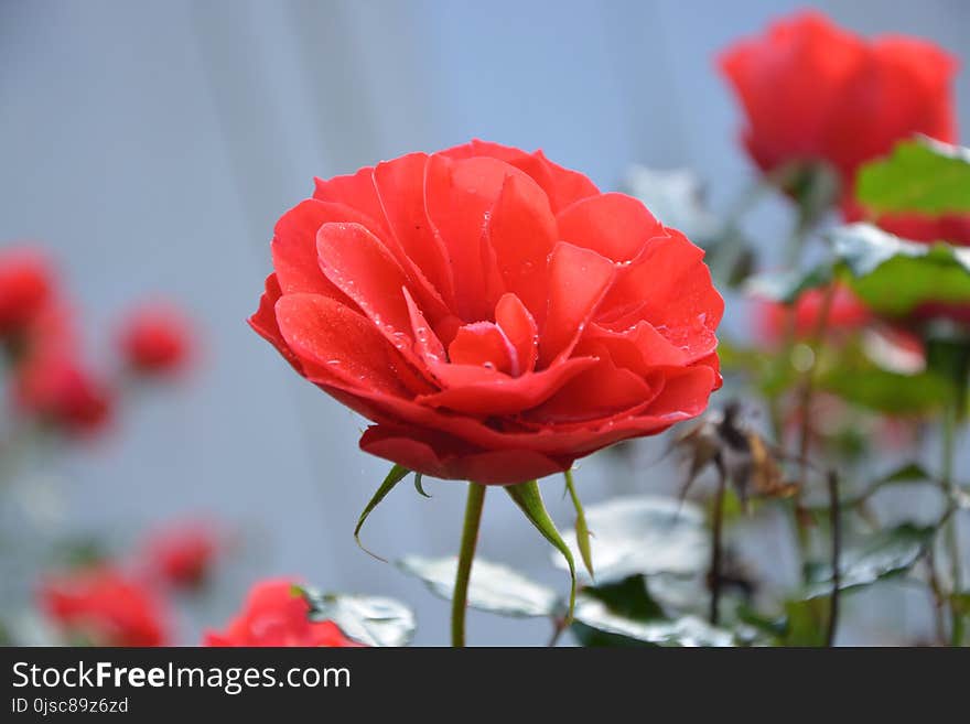 Flower, Red, Flowering Plant, Rose Family