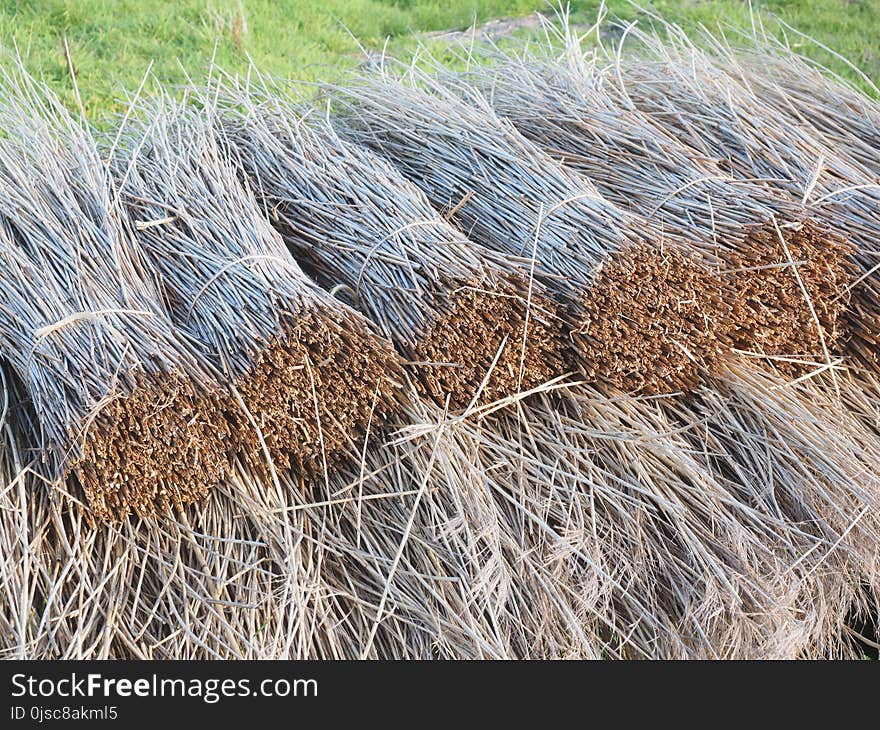 Straw, Grass, Hay, Grass Family