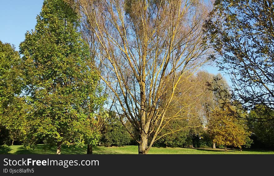 Tree, Nature, Woody Plant, Plant