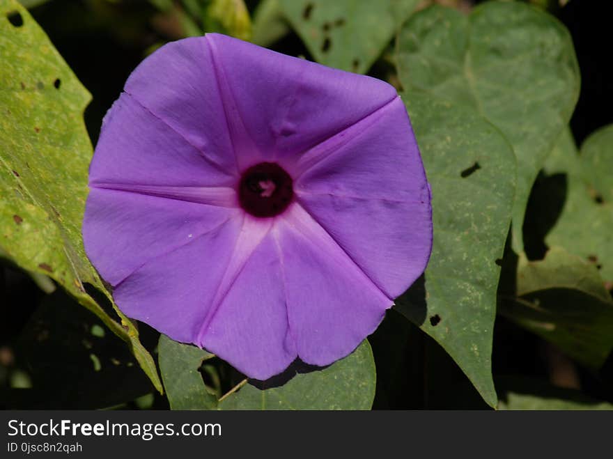 Flower, Flora, Plant, Beach Moonflower