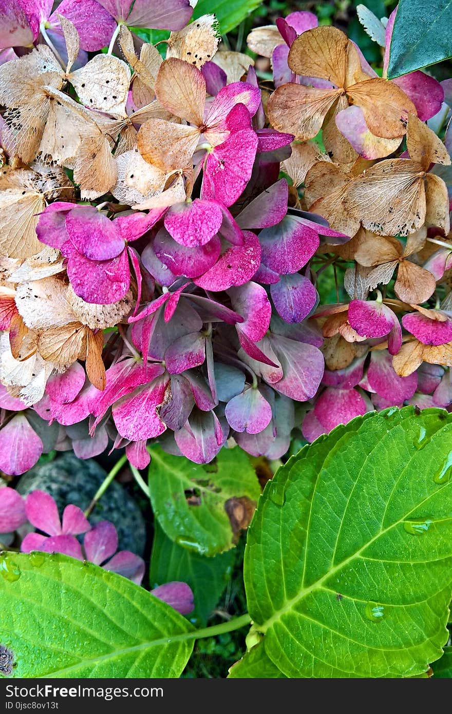 Flower, Plant, Leaf, Petal