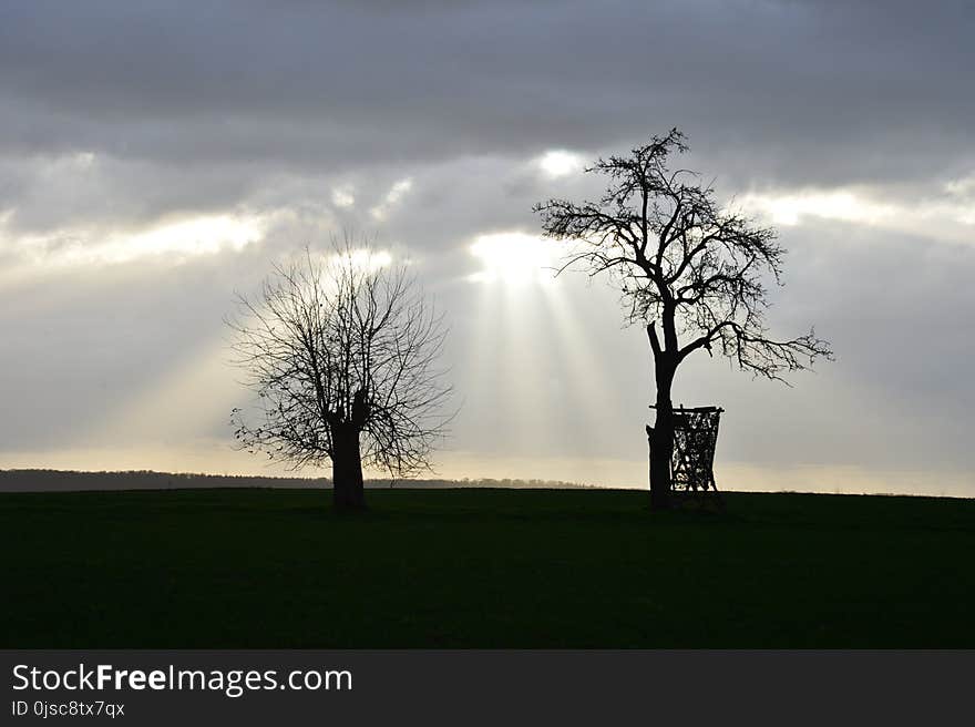 Tree, Sky, Woody Plant, Cloud