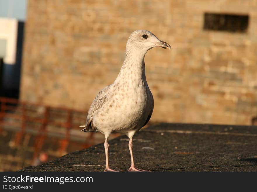 Bird, Beak, Fauna, Gull