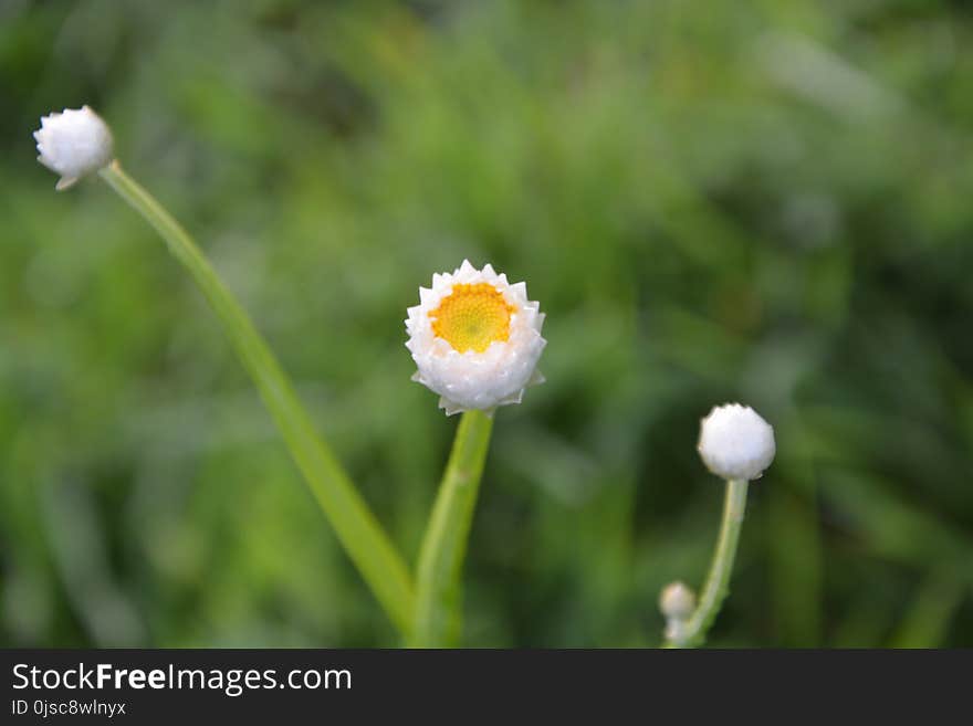 Flower, Chamaemelum Nobile, Wildflower, Grass