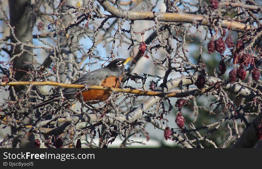 Bird, Branch, Fauna, Tree