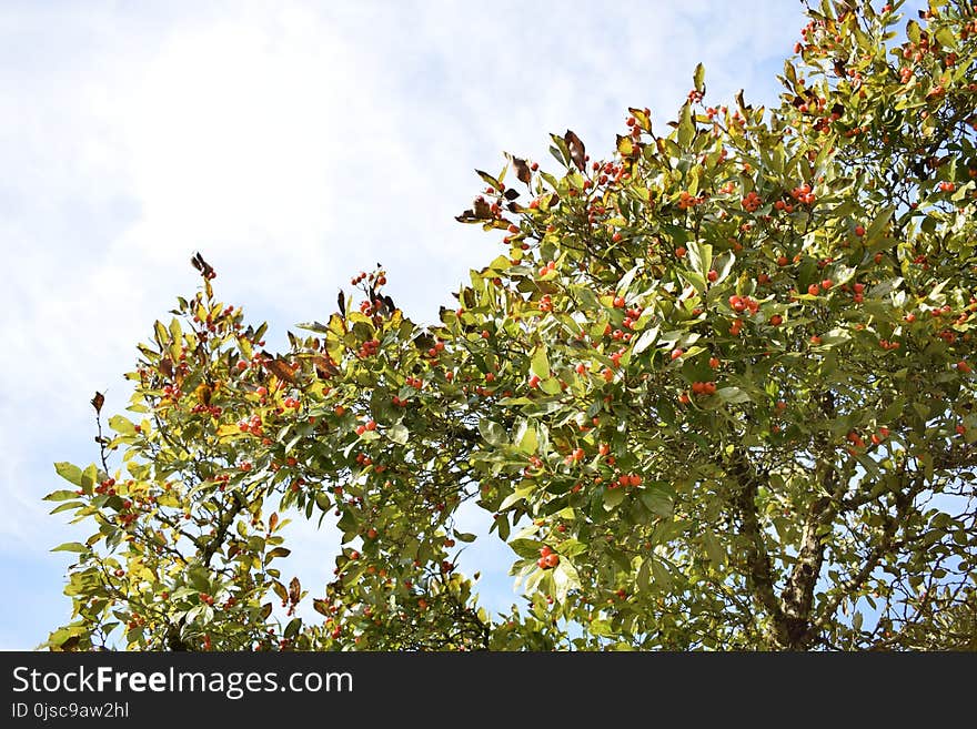 Tree, Sky, Branch, Plant