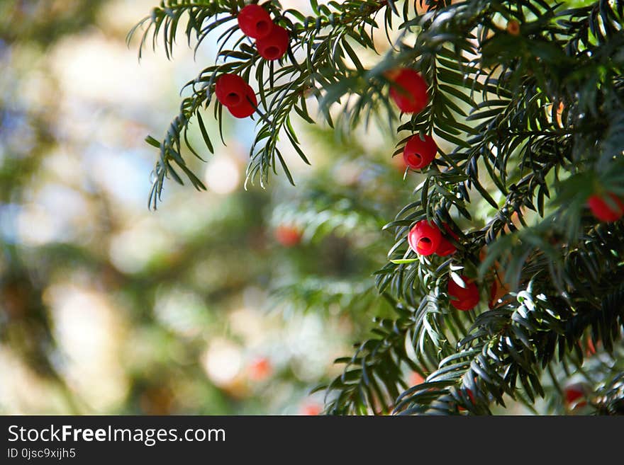 Tree, Taxus Baccata, Yew Family, Conifer