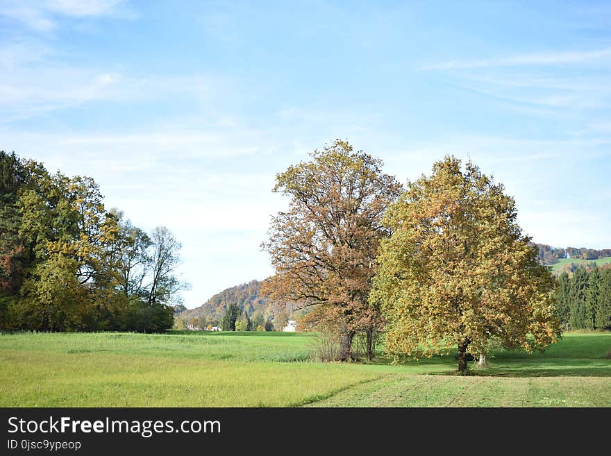 Sky, Tree, Grassland, Ecosystem