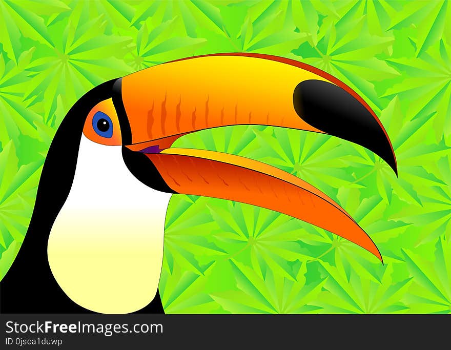 Toucan, Beak, Fauna, Bird