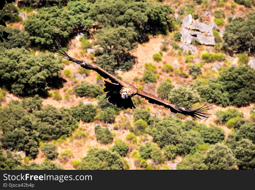 Nature Reserve, Tree, Wildlife, Landscape