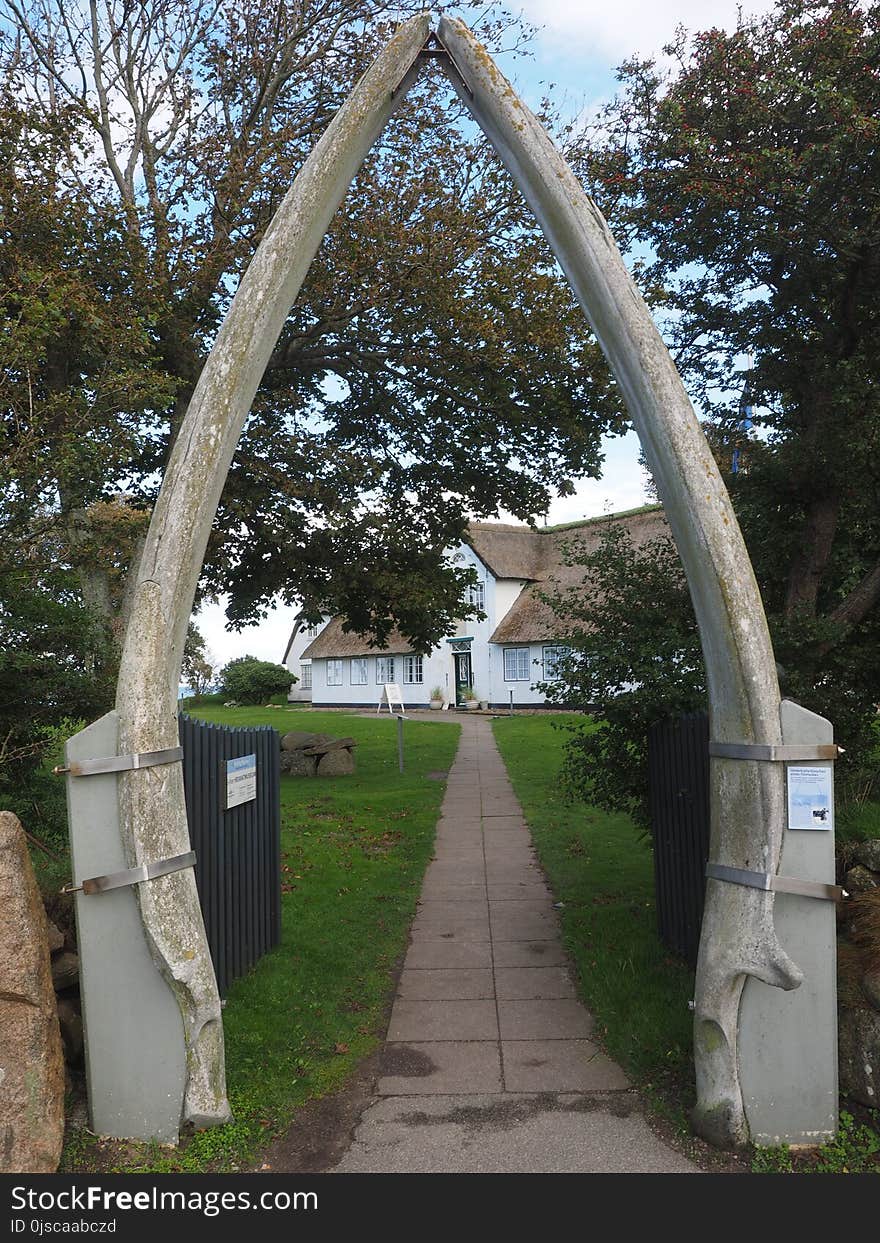 Arch, Tree, Architecture, Plant